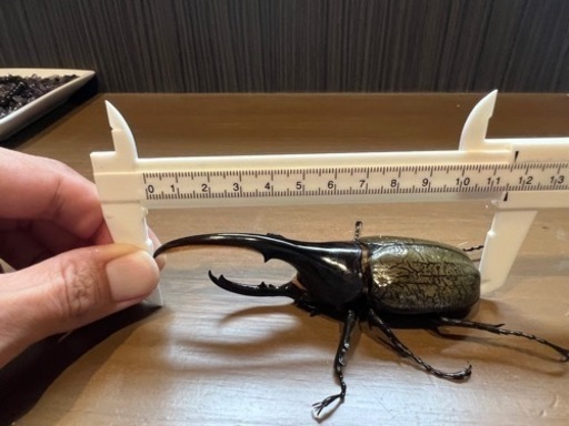 ヘラクレス⑤