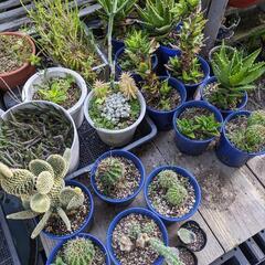 多肉植物、サボテンなど