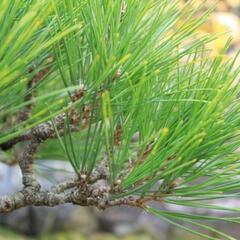 松の選定🌲