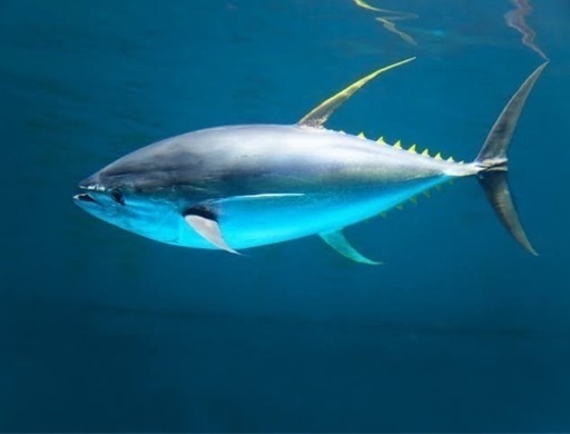 キハダマグロその他※興味あるかたお気軽にメッセ下さい。