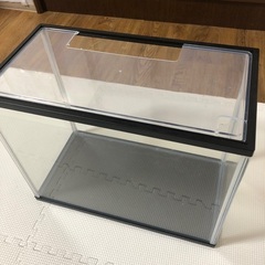 グローライトテトラ　モツゴ　ミナミヌマエビ　　レッドラムズホーン　水草　の画像