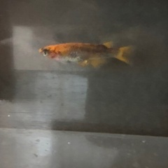 メダカ　来光　若魚2ペアの画像