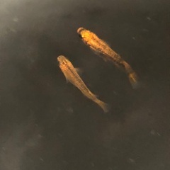 メダカ　来光　若魚2ペアの画像