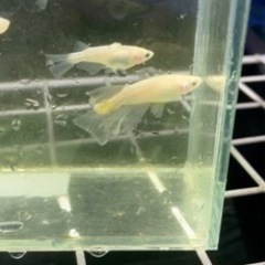 メダカ　ホワイトダイヤ