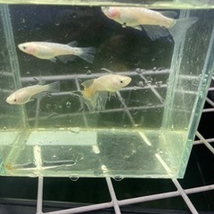 メダカ　ホワイトダイヤの画像