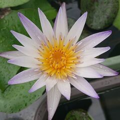 熱帯睡蓮　ムラサキシキブ　ムカゴ苗