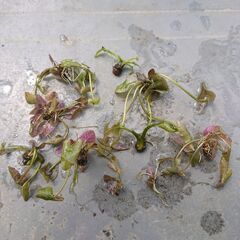 熱帯睡蓮　ムラサキシキブ　ムカゴ苗の画像
