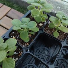 アロマティカス　【観葉植物】100円