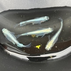 メダカ　プラチナ幹之　稚魚〜若魚サイズ