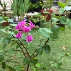 サルスベリ　百日紅　鉢植え
