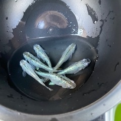 サボテン　メダカ　3ペア
