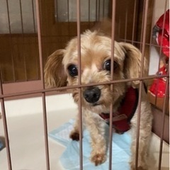 ポメプー　2歳