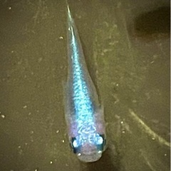 幹之メダカ　今年生まれ　2.5cm前後　10匹の画像