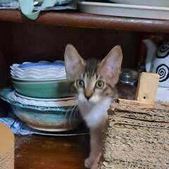 元気過ぎるキジ白子猫兄妹 - 新宿区