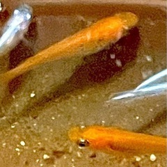 紅帝メダカ　今年生まれ　2.5cm前後　10匹の画像