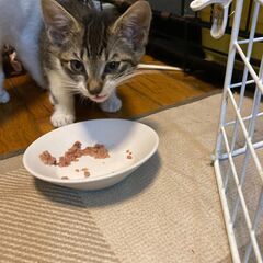元気過ぎるキジ白子猫兄妹 - 猫