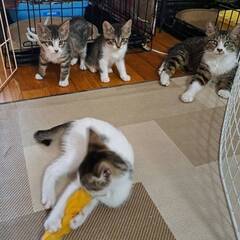 元気過ぎるキジ白子猫兄妹 - 里親募集