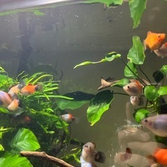 ミッキーマウスプラティ