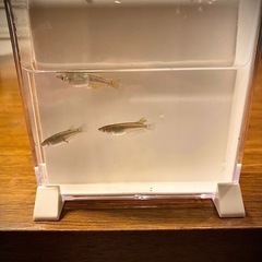 【取引完了】『発送も可』めだか　卵　五式ブラックダイヤキッシング...