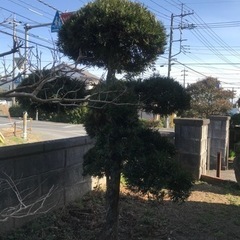 マキの木譲りますの画像
