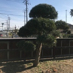 マキの木譲りますの画像