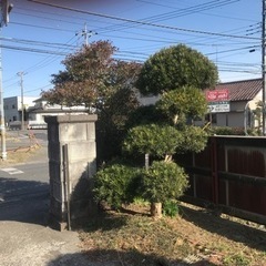 マキの木譲りますの画像