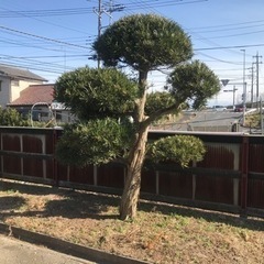 マキの木譲りますの画像