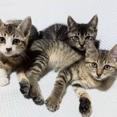 生後約2ヵ月　7/12保護猫　３姉妹