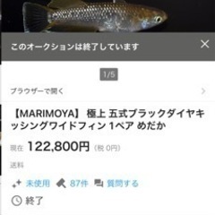 【取引完了】『発送も可』めだか　卵　五式ブラックダイヤキッシングワイドフィン　10個+αの画像