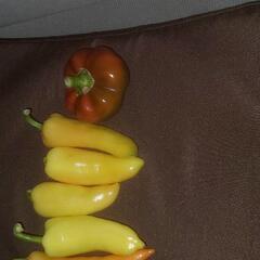 大刀洗で減農薬野菜造って販売してます(^o^)の画像