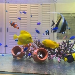 キイロハギ　沖縄産　1年飼育　海水魚の画像