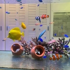 キイロハギ　沖縄産　1年飼育　海水魚の画像