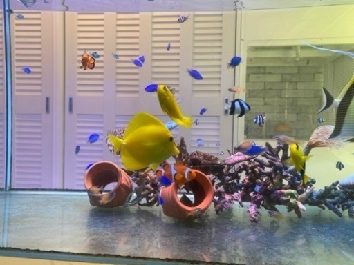 キイロハギ　沖縄産　1年飼育　海水魚