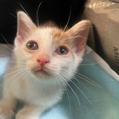 子猫の里親募集　白茶トラ　オス♂ 生後2ヶ月