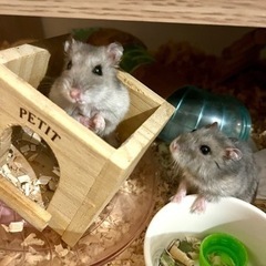 『里親様決定致しました』