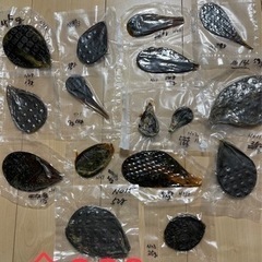 熊の胆嚢 ヒグマ