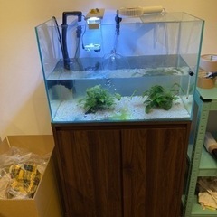 60cm水槽､水槽台､生体､など一式諸々