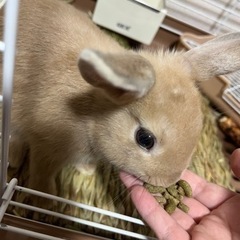 ミニウサギ「里親決まりました。」