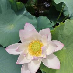 ハスの花