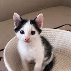 白黒の兄弟です