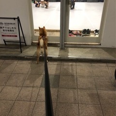柴犬友達募集 - メンバー募集