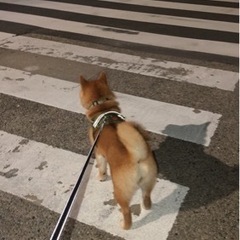 柴犬友達募集 - 友達