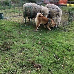 柴犬友達募集 − 愛知県
