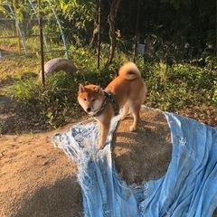柴犬友達募集 - 瀬戸市