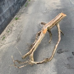 カイヅカイブキの枝の画像