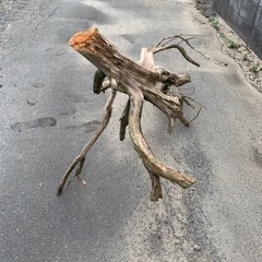 カイヅカイブキの枝の画像