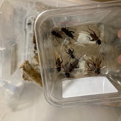活餌　生き餌　活き餌　いきえ　コオロギ　こおろぎ　爬虫類　Ｍサイ...