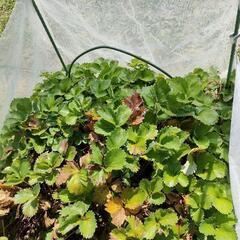 イチゴ苗　ランナー2本