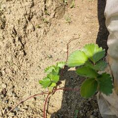 イチゴ苗　ランナー2本の画像