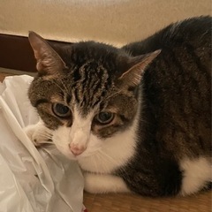 飼い主を待ってた猫ちゃん